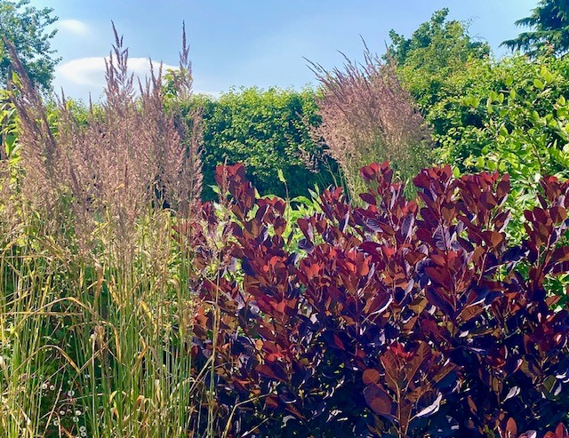 Calamagrostis and Cotinus