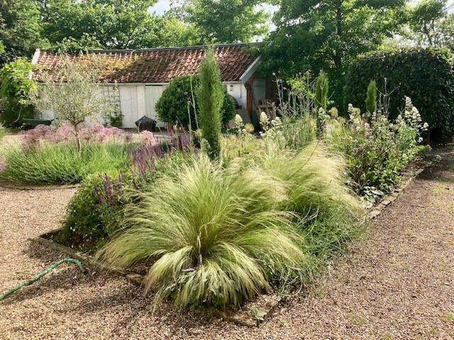 Cypress and grass