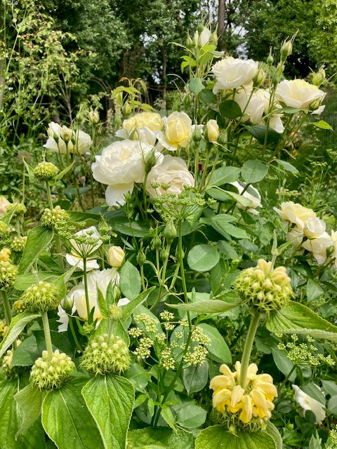 Yellow and white flowers
